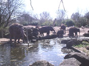 De olifanten hadden drinkpauze